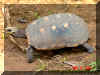 Tortoise.jpg (139475 bytes)