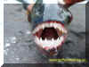 piranha_teeth.jpg (58765 bytes)
