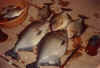 8poundpiranha.jpg (12647 bytes)