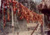 pigjerky.jpg (19932 bytes)